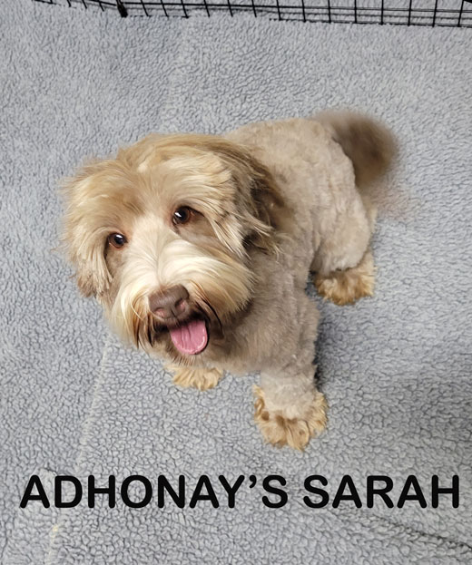 adhonays labradoodles